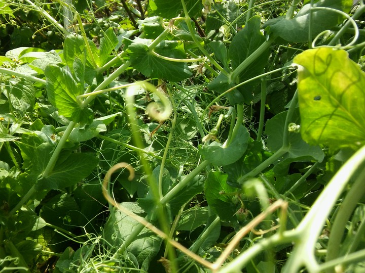 peas
