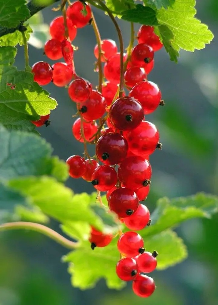 Redcurrant