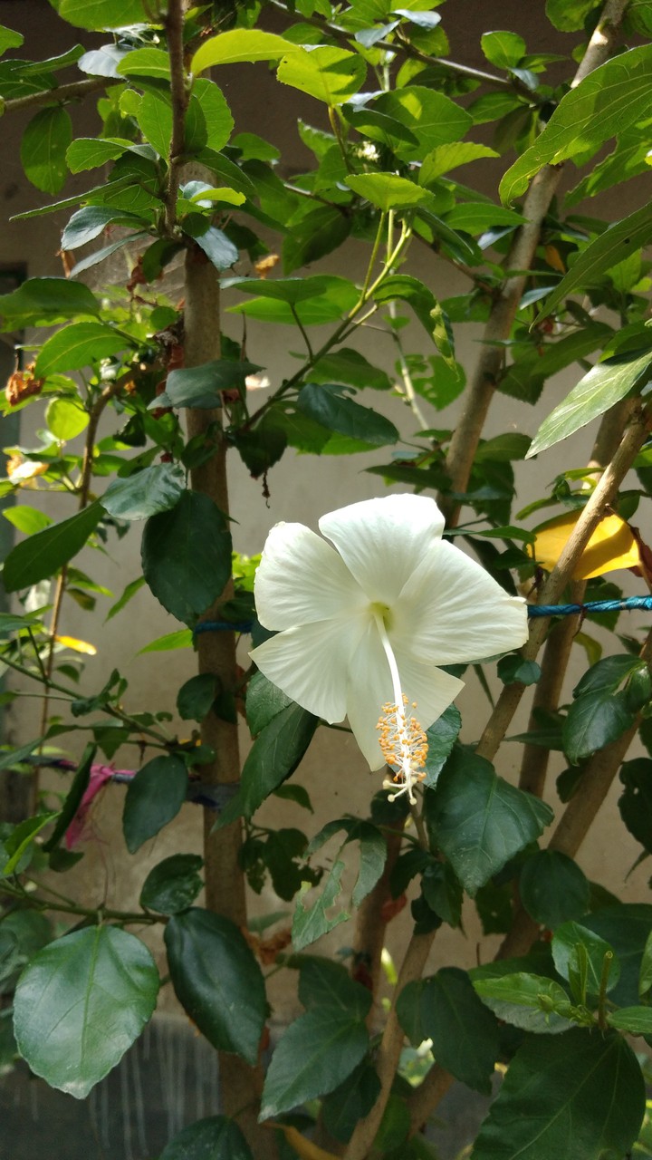 flower