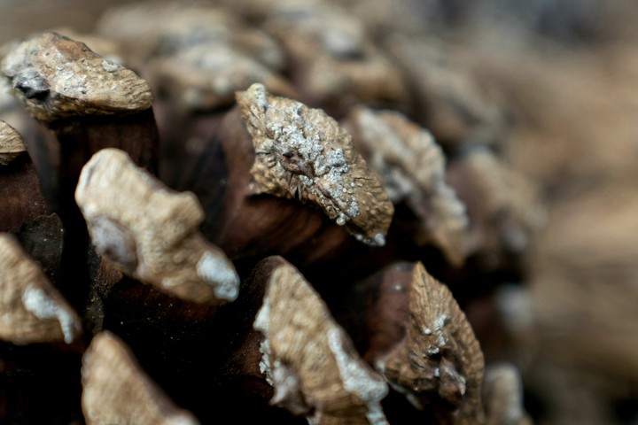 pinecone