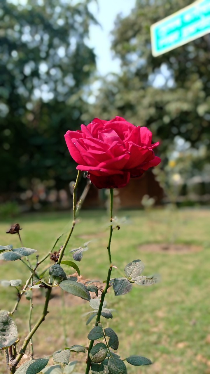 red rose day