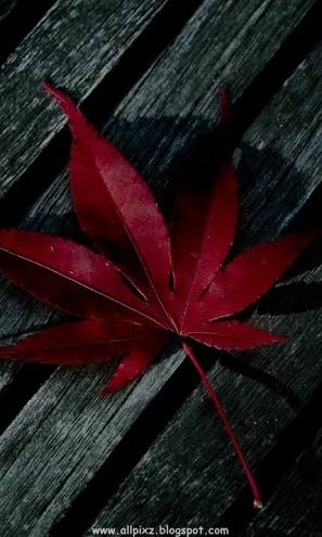 leaf