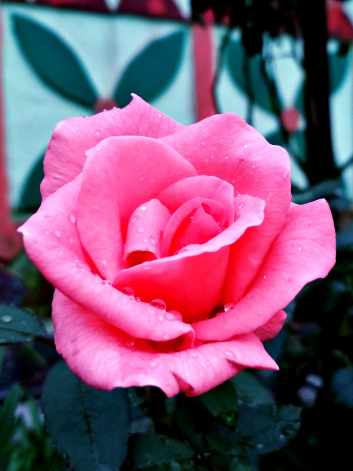 rose