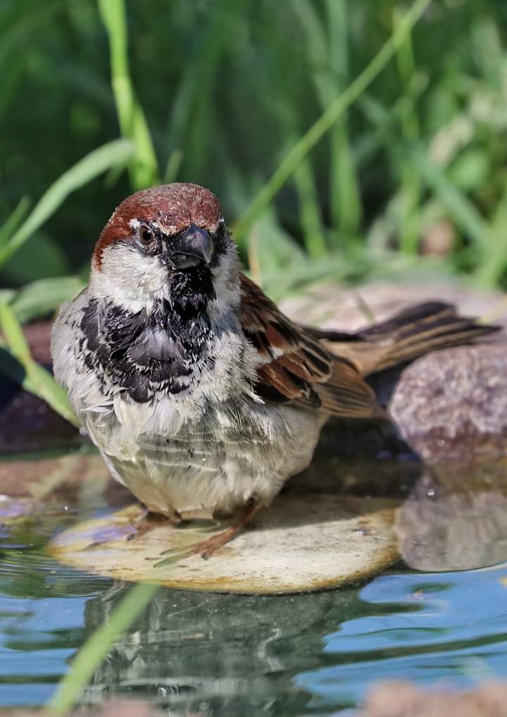 Bird