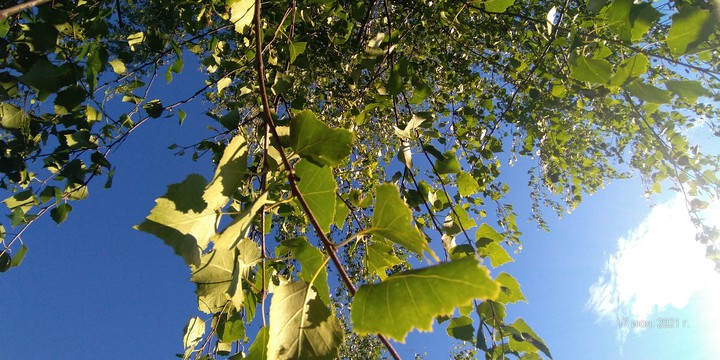 Birch and sky