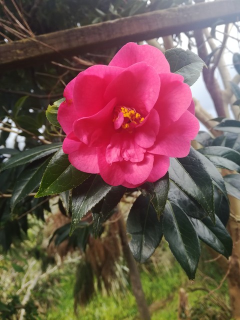 Beautiful Pink Flower