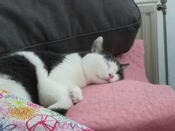 #mysweetcat