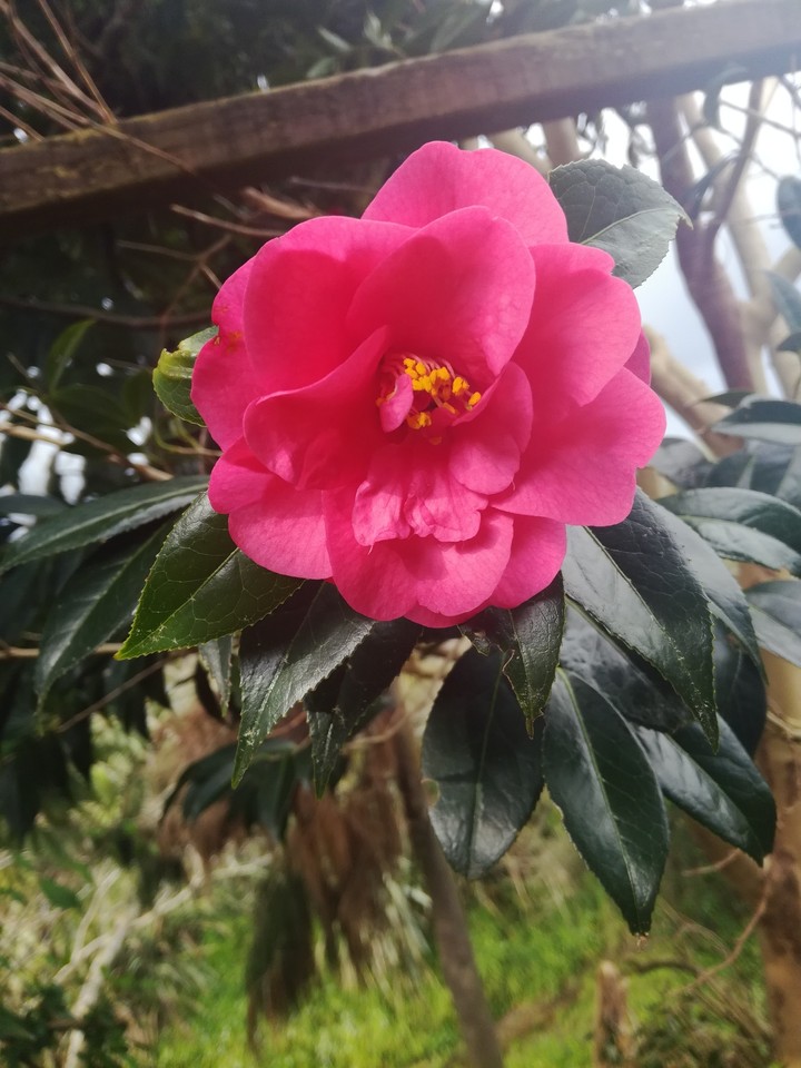 Beautiful Pink Flower