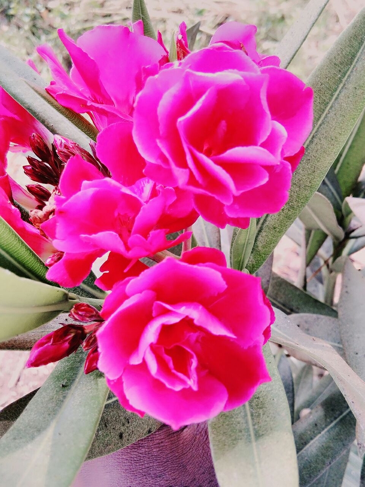 pink flower 
