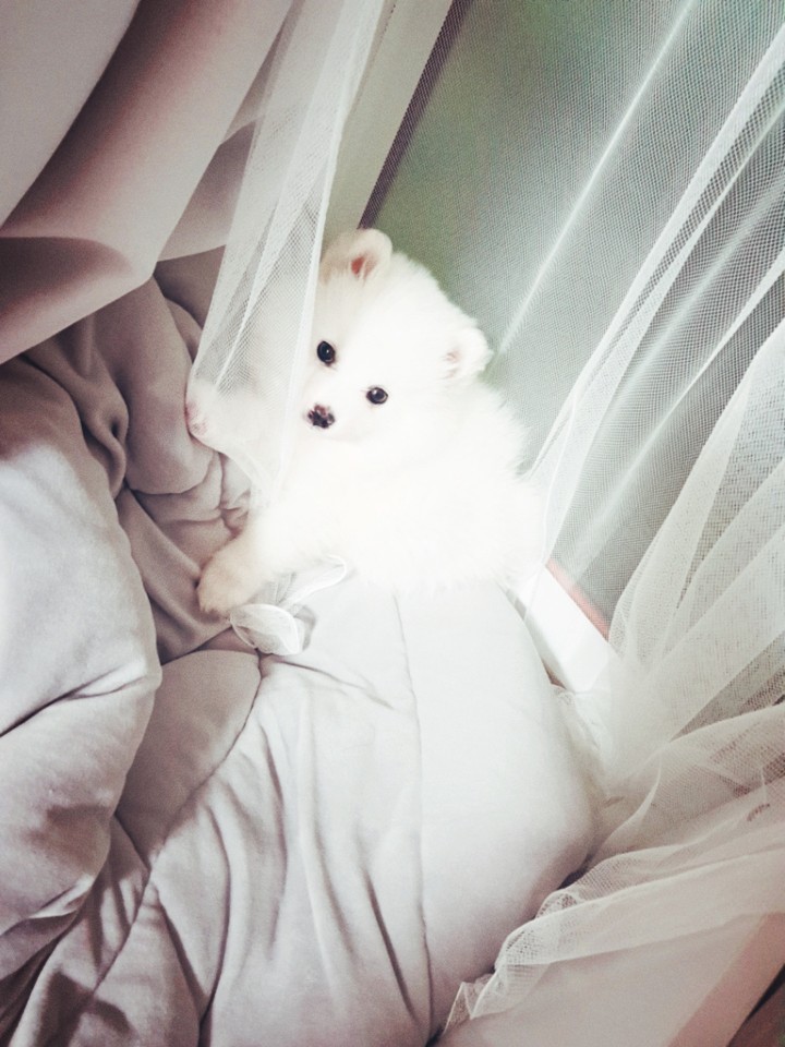금둥이 커텐