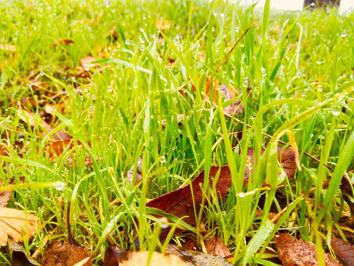 Moorning grass