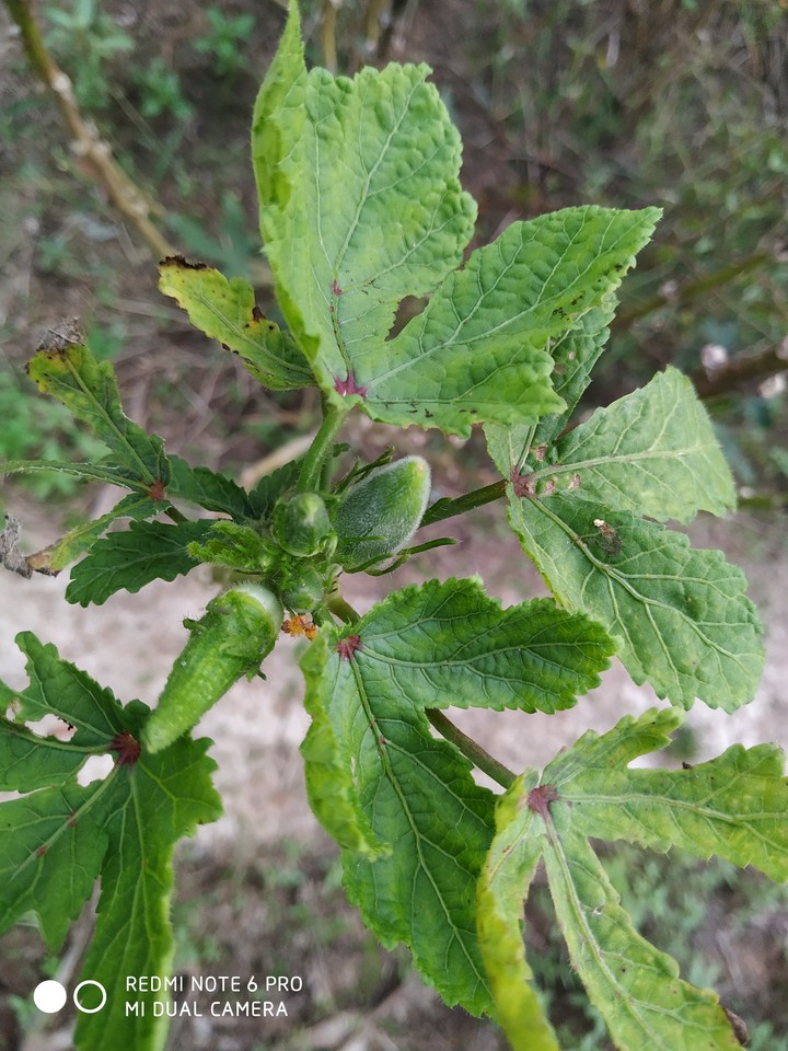 #leaf # vegetable # ladys finger # green vegetable