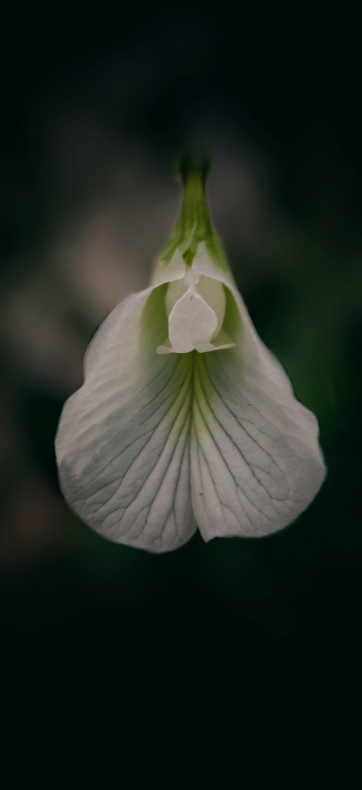 white flower