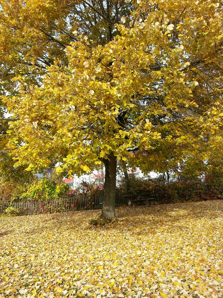 Herbst ist da...
