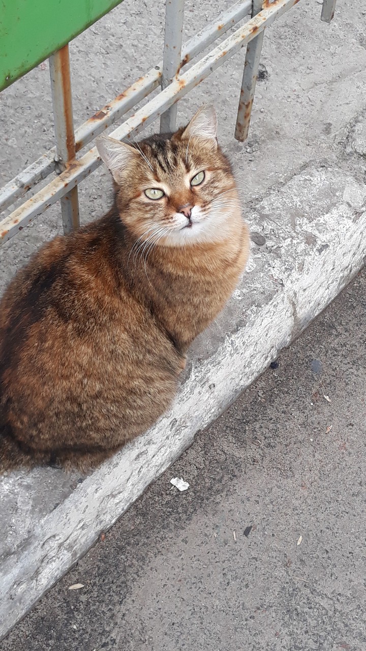 cat