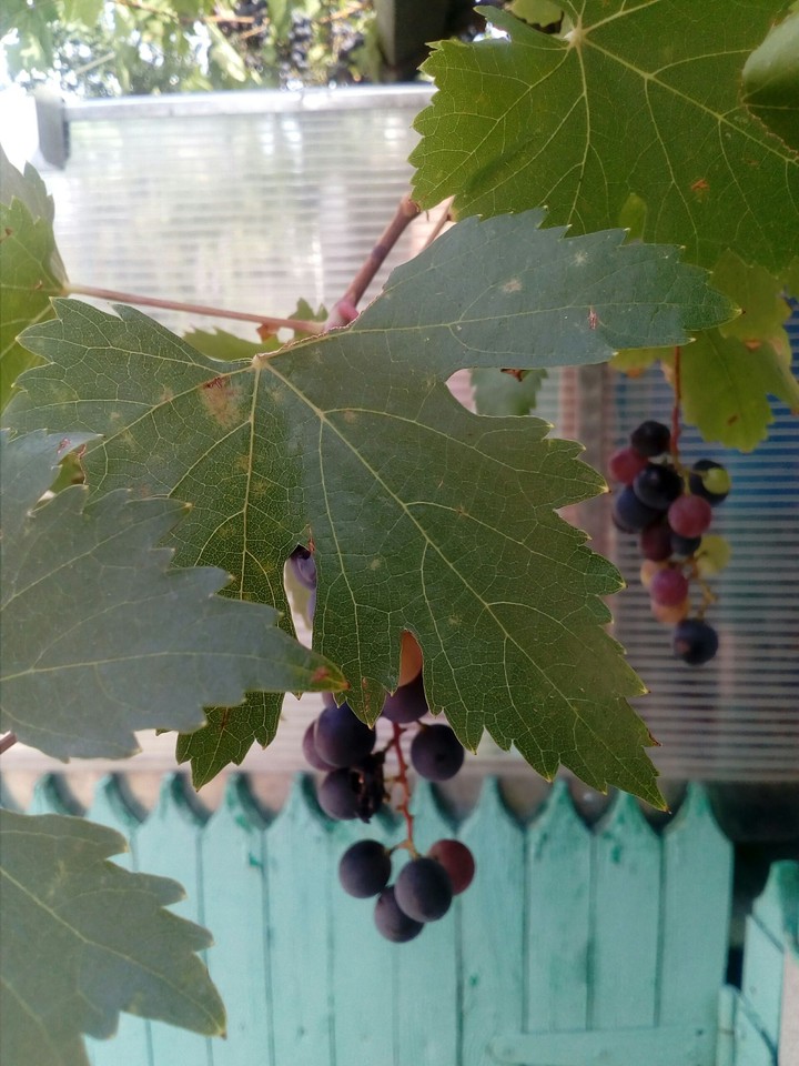 Grapes