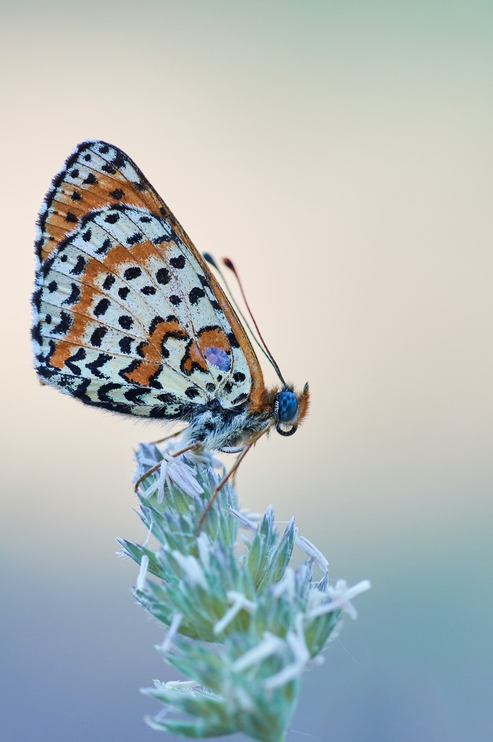 ❤️butterfly❤️