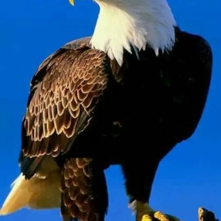 Animali e varie