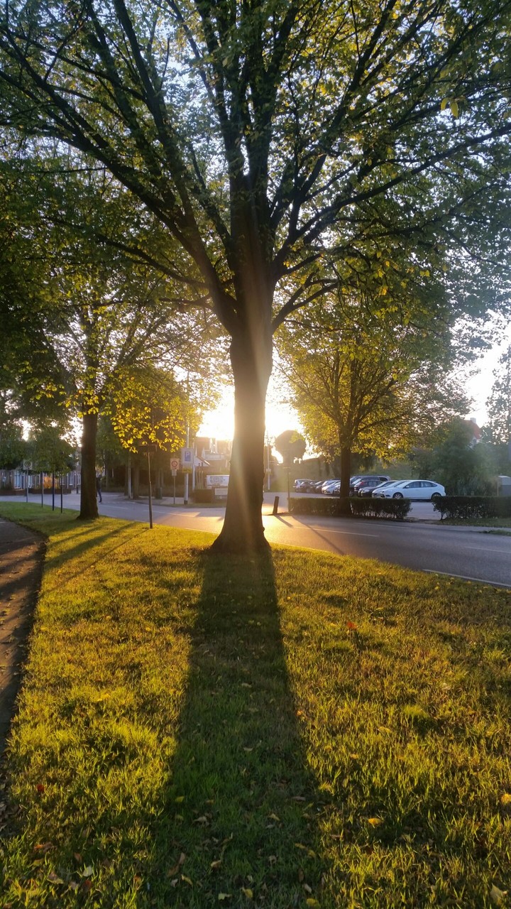 Tree and sun