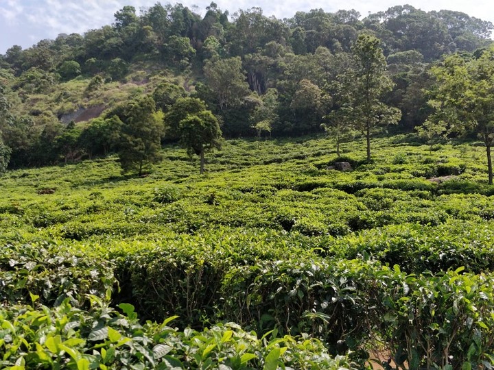 ooty