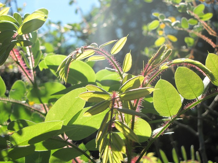 flower in sunlight