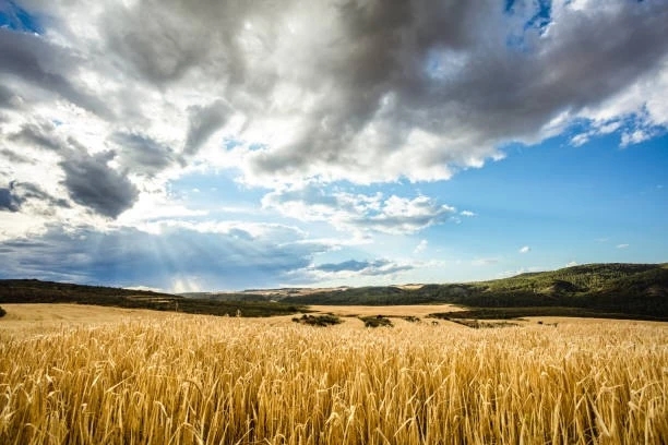 God's bounty