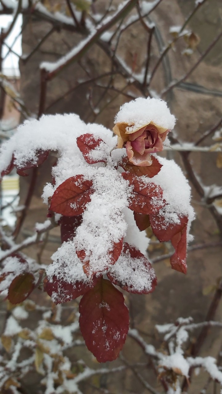 snow