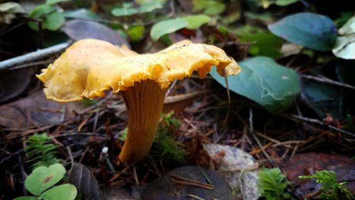 Chantrelle