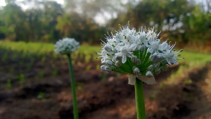 Beautiful white flowers...!!!!