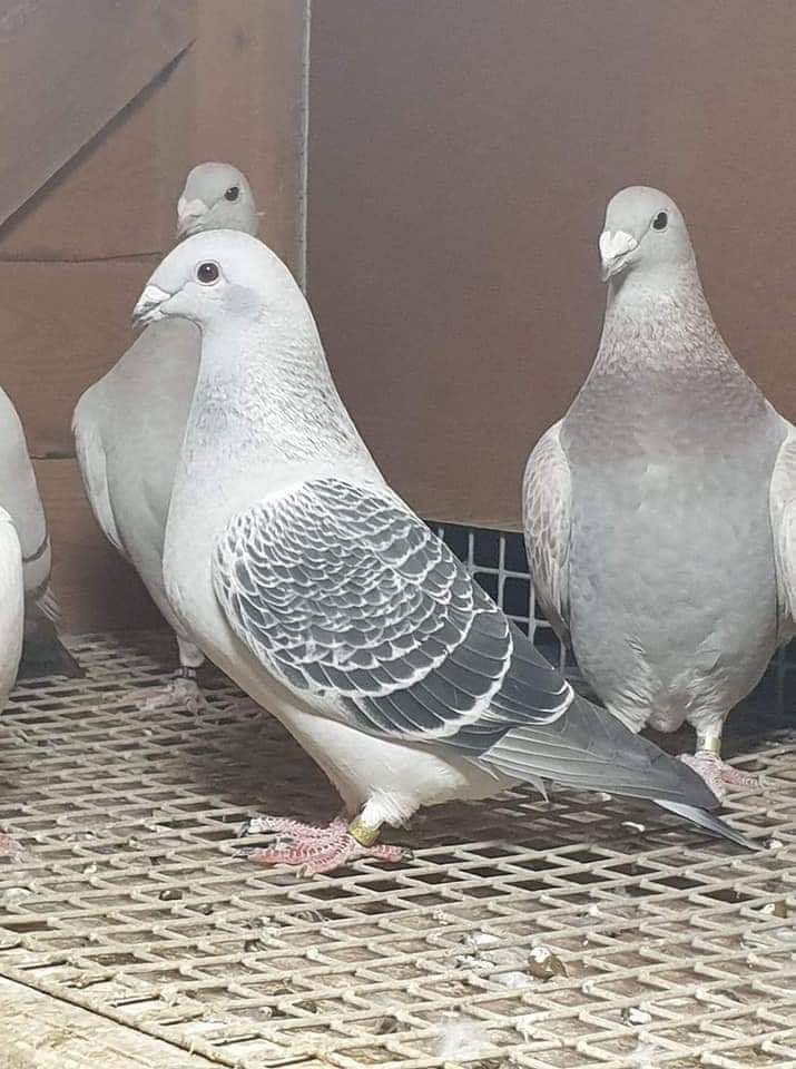 Pigeons ?