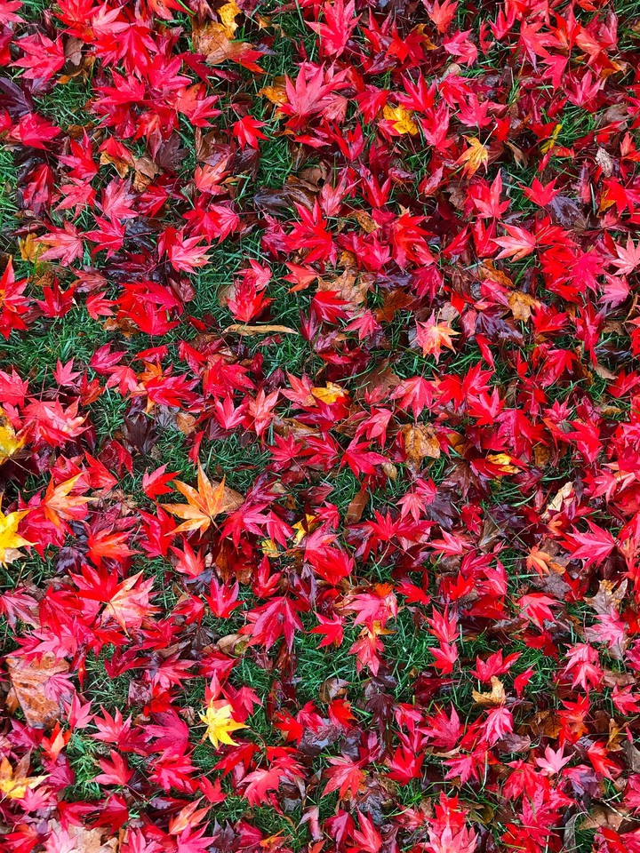 Leaves