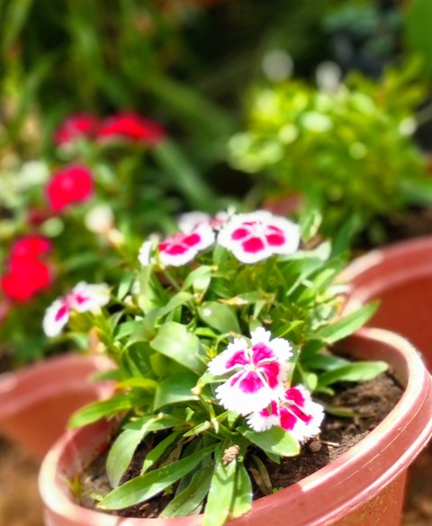 The beauty of flowers