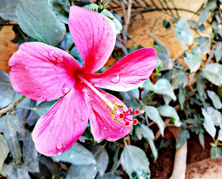 pic of pink flower with droplets on it.....