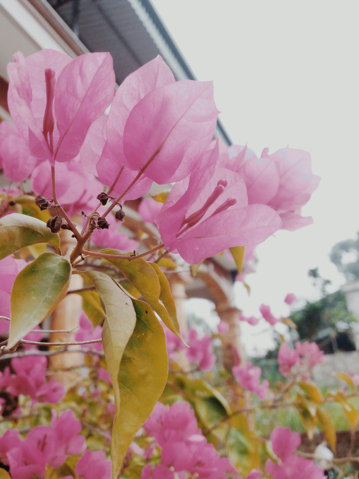 Flower paper