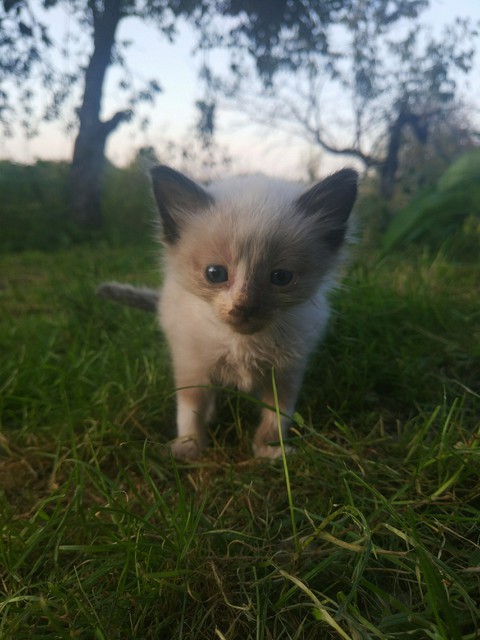 шпалери felidae, whiskers