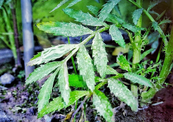 nature