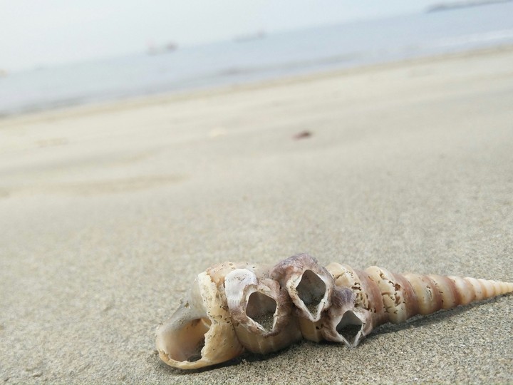 seashore