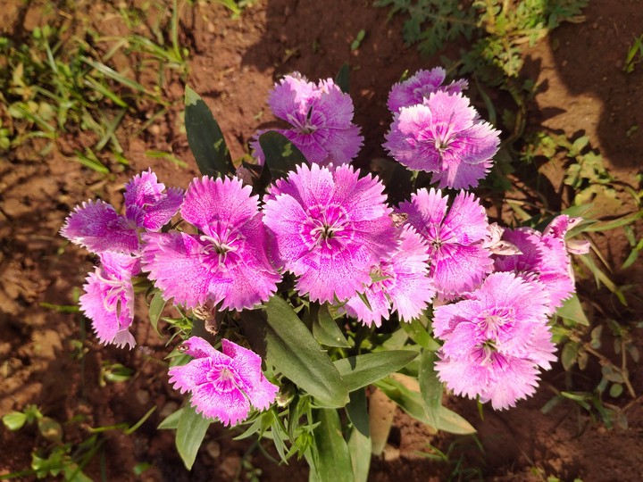 flower