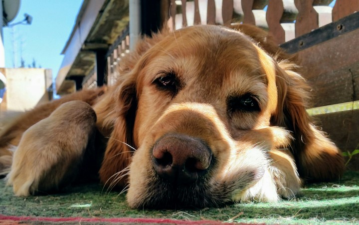 Retriever