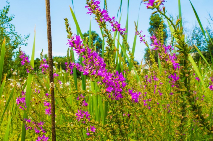 sammer,flower