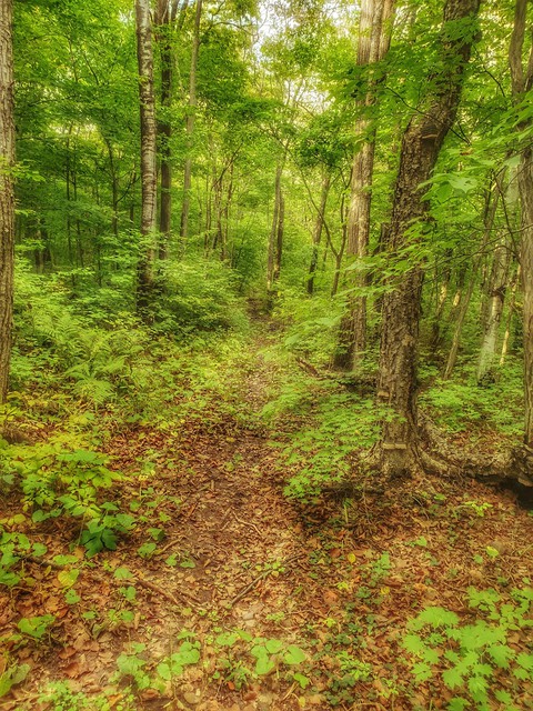 forest