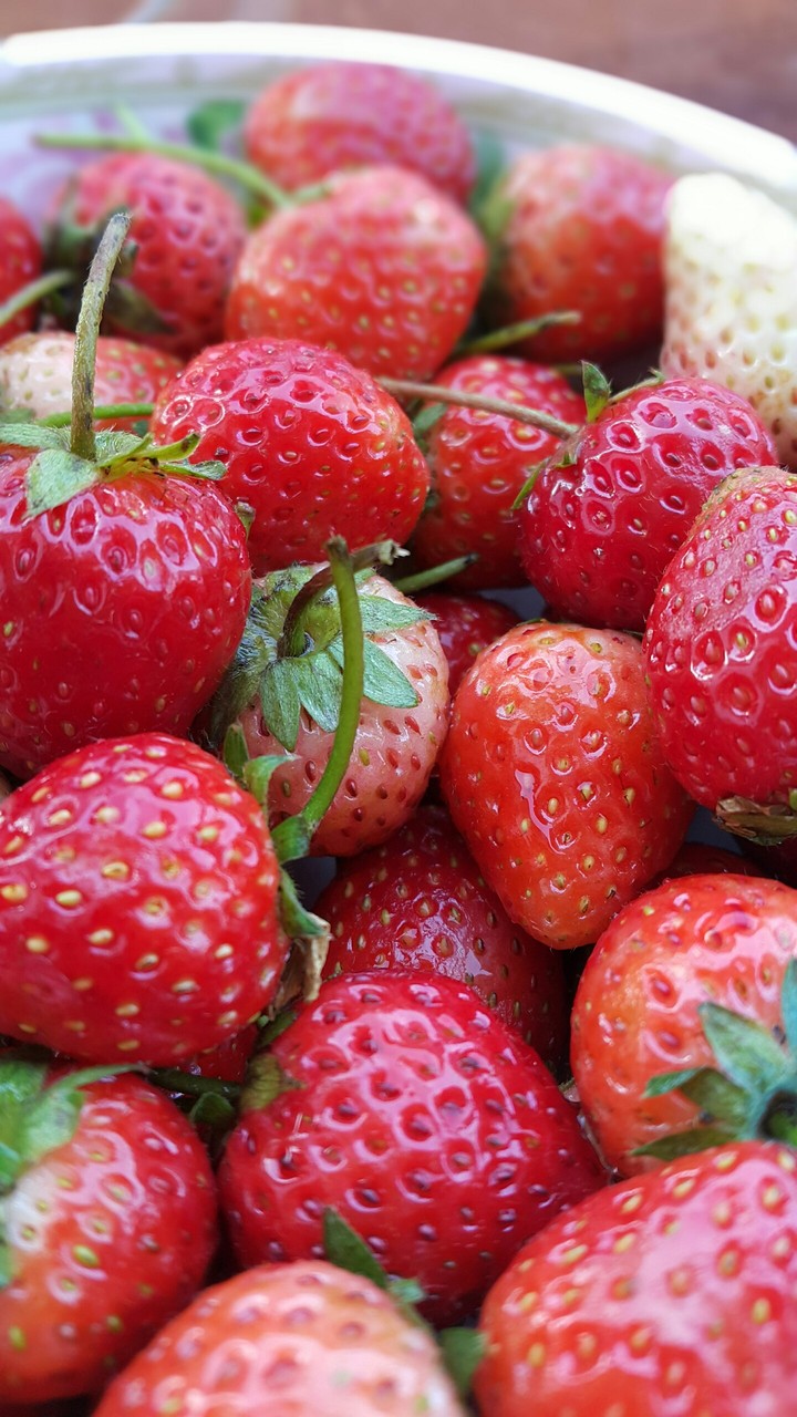 fruit