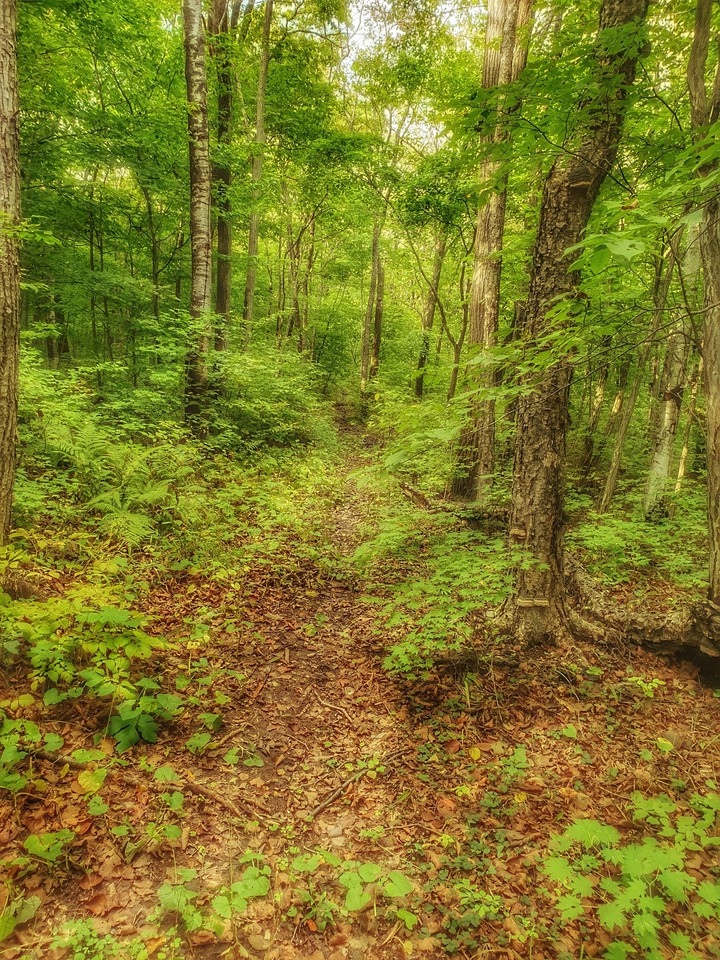 forest