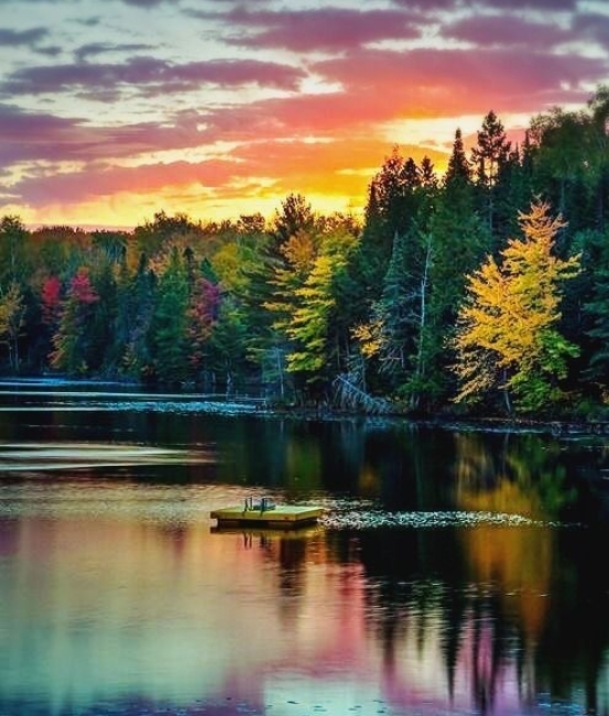 alberi colorati