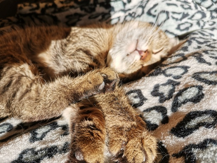 cat