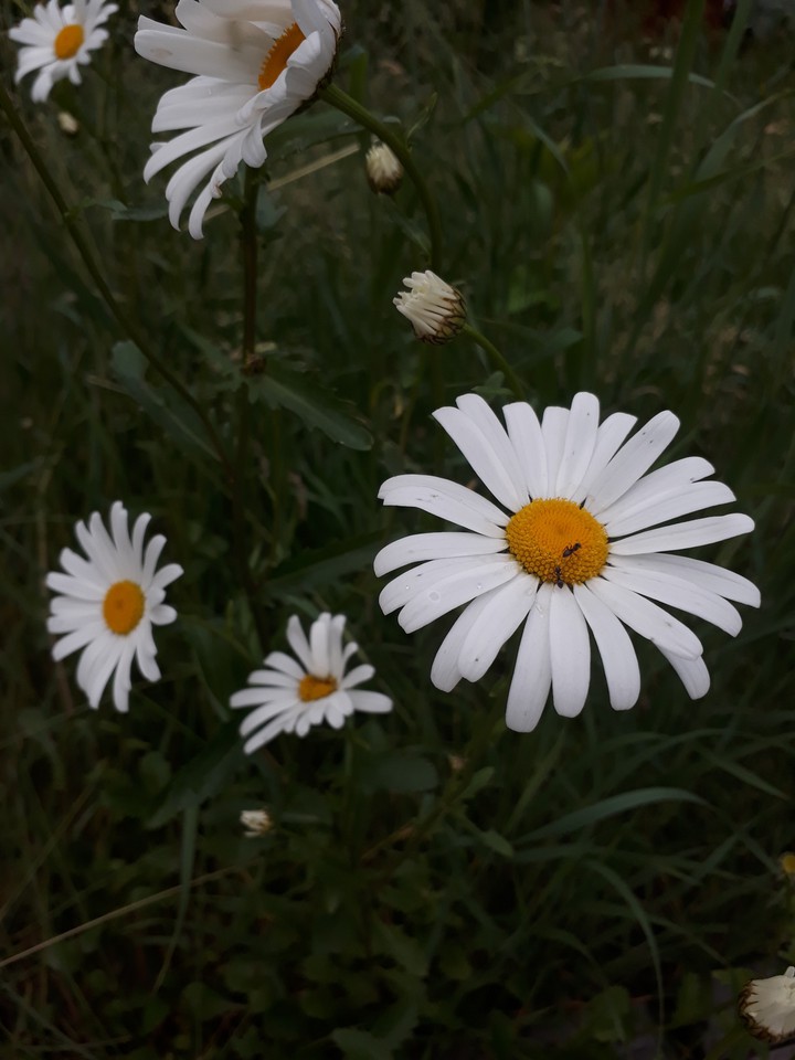 Daisies