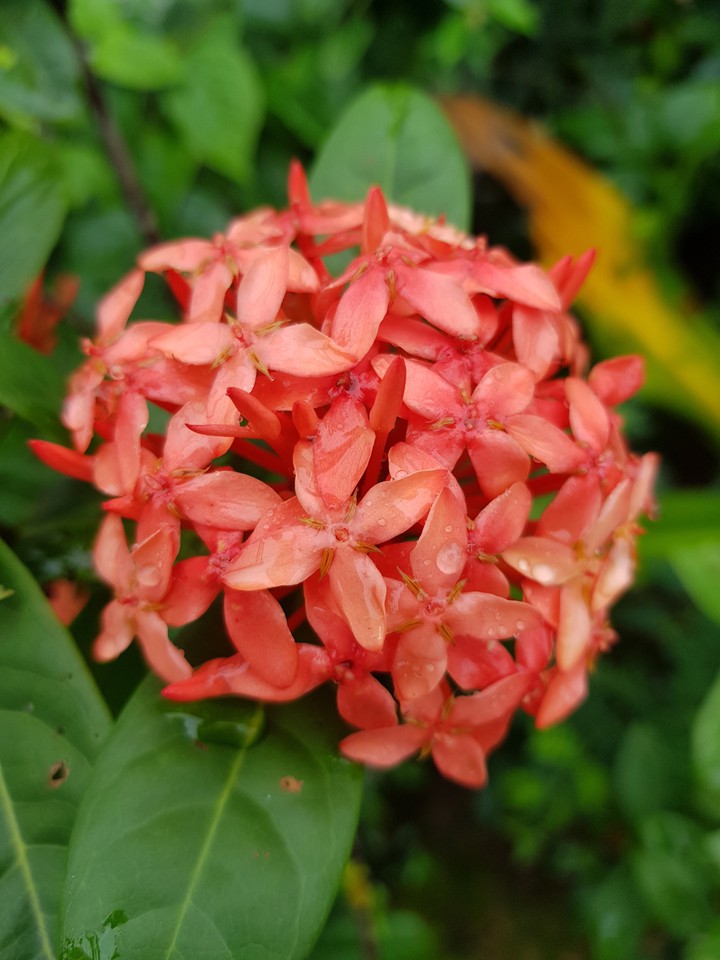 Ixora coccinea