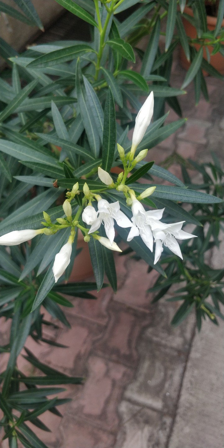 white flowers