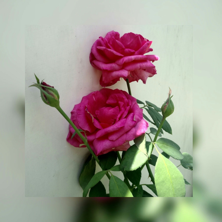 roses