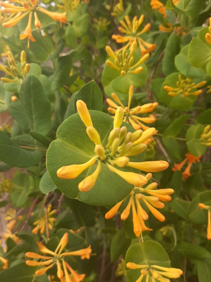 Yellow flovers